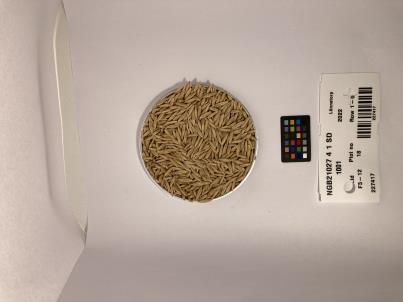 Click for 1 image(s) for this accession. SEED